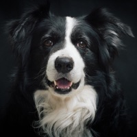 Border Collie HQ High Quality  PC 용