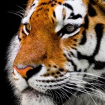 Animal Sounds for Kids Lite
