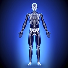 Activities of Anatomy - Skeletal System