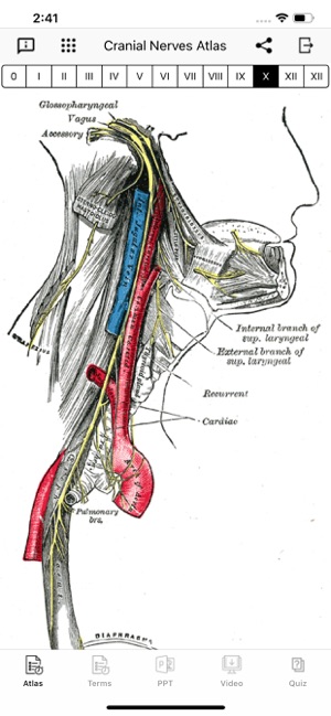 Cranial Nerves Plus(圖8)-速報App