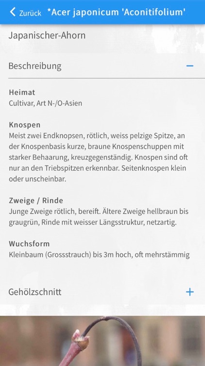 Gehölze im Winter screenshot-3