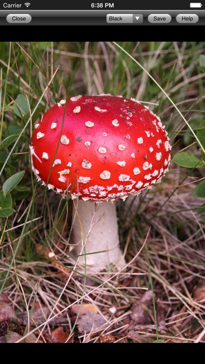 Web Images