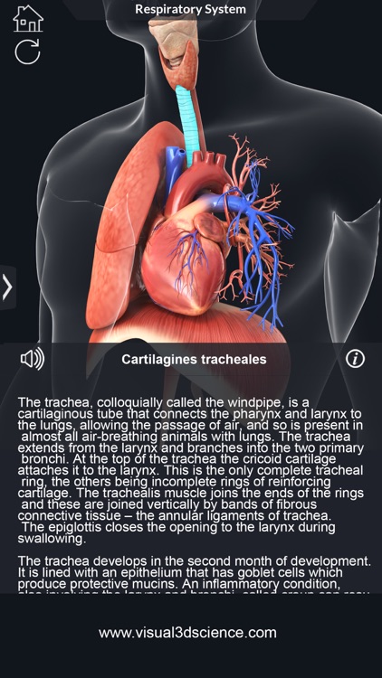My Respiratory System Anatomy screenshot-4