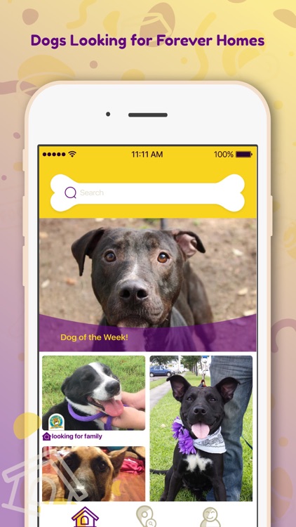 DreamDog: Find Your Dream Dog!