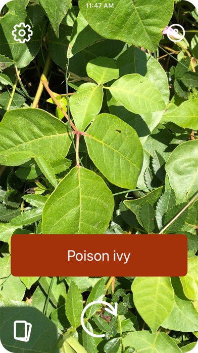 poisonivy植物图片