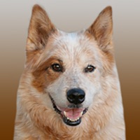 Chien, disque et vent pour PC