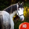 Beautiful HD Horse Wallpapers
