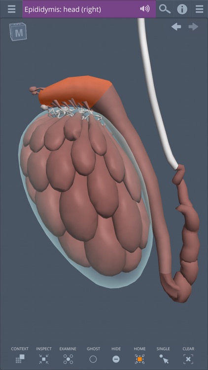 Male Pelvis: 3D Real-time