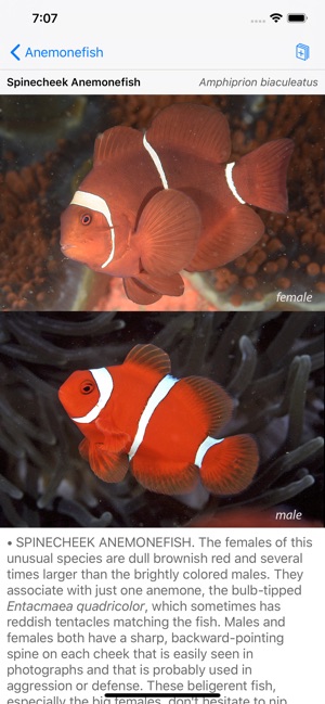 Lembeh Resort House Reef Fish(圖2)-速報App