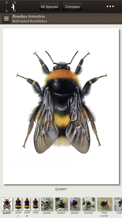 How to cancel & delete British & Irish Bumblebees from iphone & ipad 1