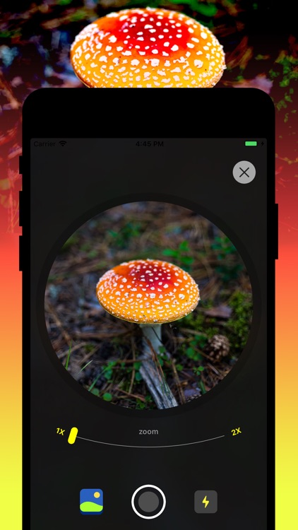 Mushroom Identification