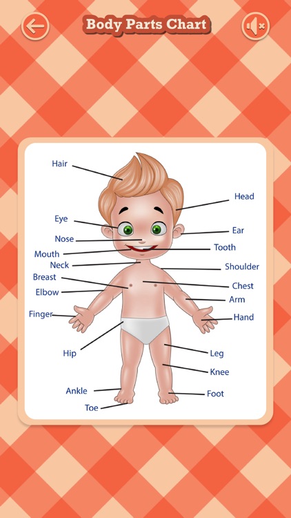 Learn All Body Parts