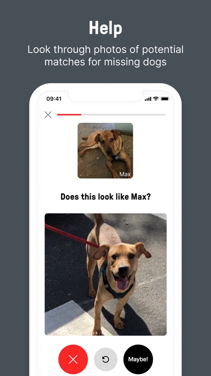 Shadow - Find a Lost Dog