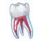 This application is designed for professional dentists who want to advise their patients more effectively