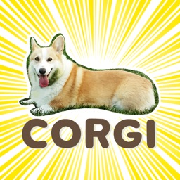 Welsh Corgi's style