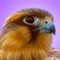 iBird Pro, the first complete birding app for the iPhone, is now guided by the 2019-2020 American Ornithological Union (AOU) standard and is 100% compatible with iOS 13