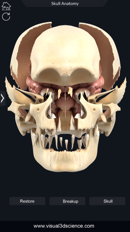 My Skull Anatomy screenshot-7