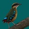 The Birds of Zambia app is an up-to-date identification guide to all recorded birds of the country created by Derek Solomon, Frank Willems and Rory McDougall