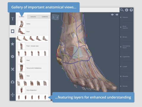 Leg, Ankle, Foot: 3D Real-time screenshot 2
