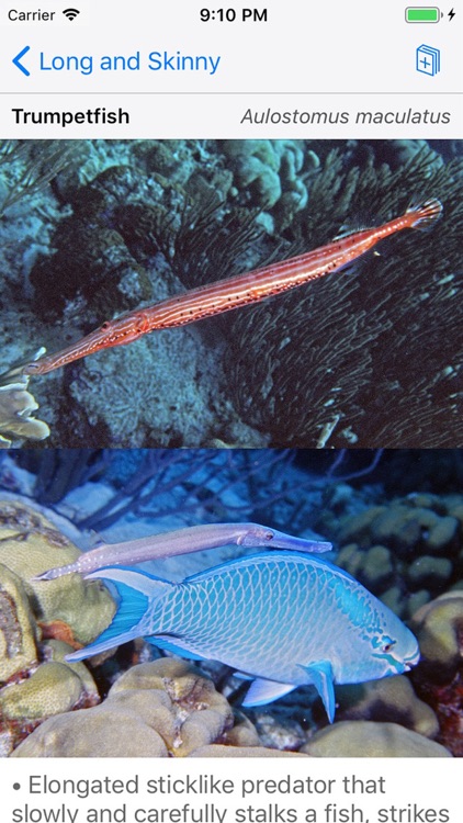 Easy Fish ID Caribbean screenshot-7