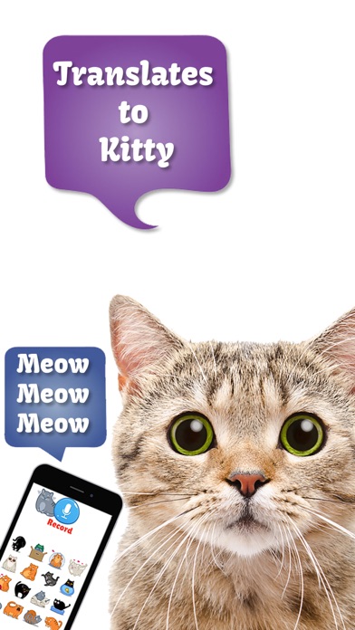 Cat Translate: talk to Kitten screenshot 2