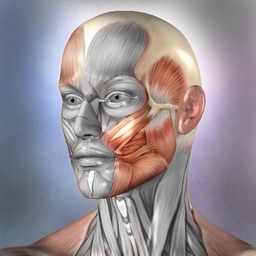 Muscle & Bone Anatomy 3D