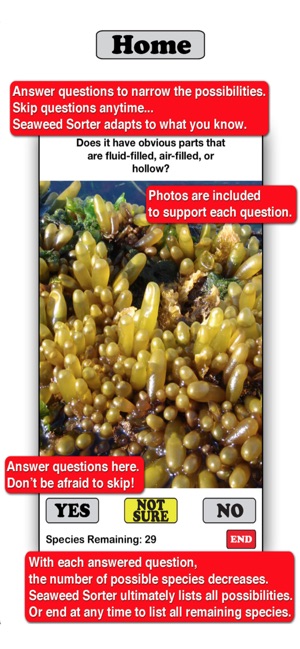 Seaweed Sorter(圖2)-速報App