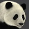 Icon Panda AR