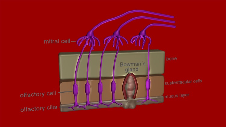 Organs for Taste and Smell screenshot-3