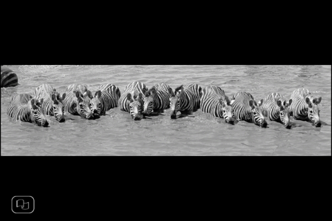 Africa. Wild animals. screenshot 3
