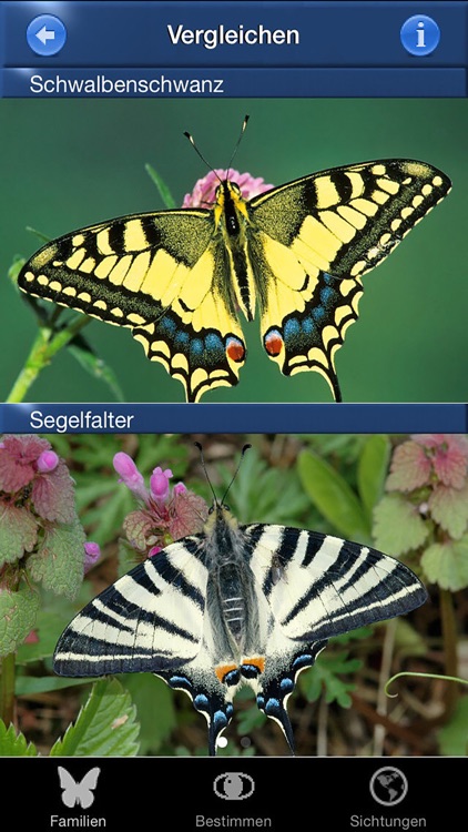 Schmetterling Id - Tagfalter