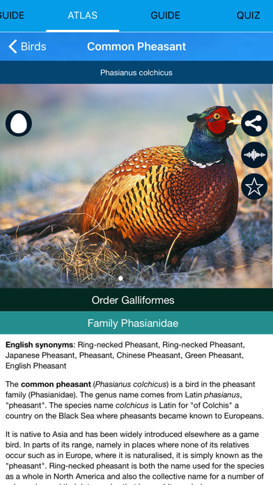 Birds of Europe - Field Guide screenshot 4