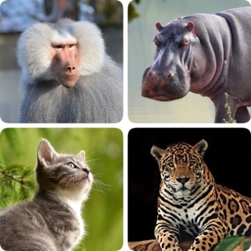 Mammals – Learn All Animals! Icon