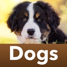 Activities of Dog breeds Guess the Dogs Quiz