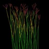 Grass Flower Weed: Bluestem