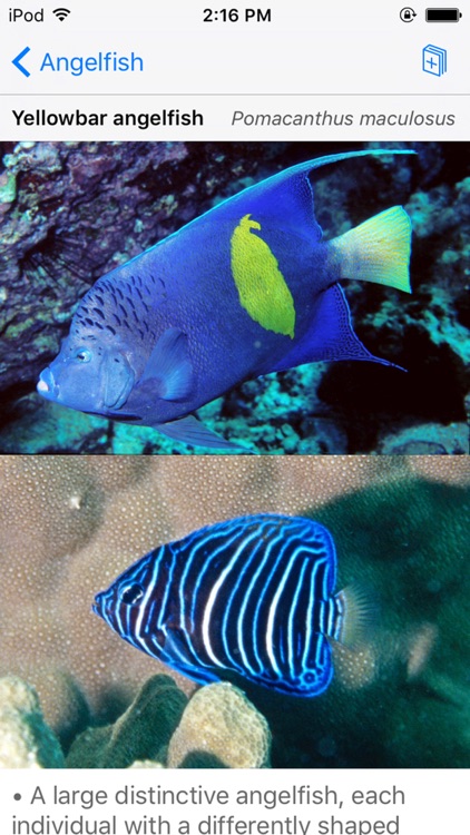 Oman Fish ID