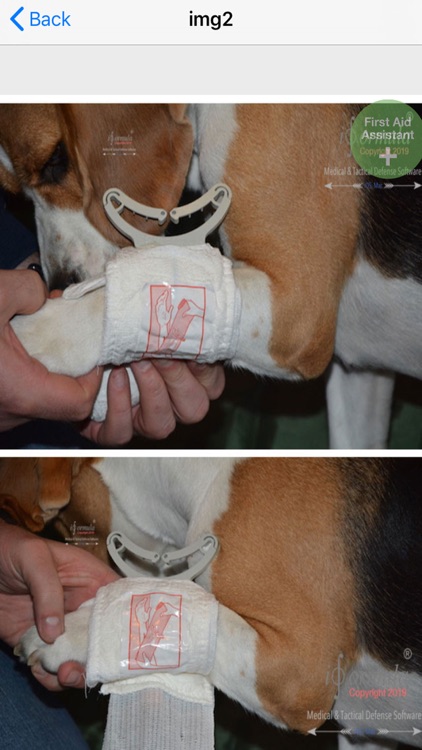 first aid for dogs K9