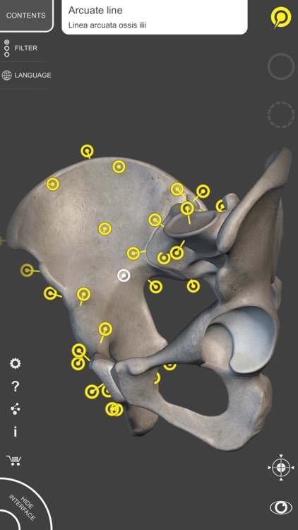 Skeleton 3D Anatomy