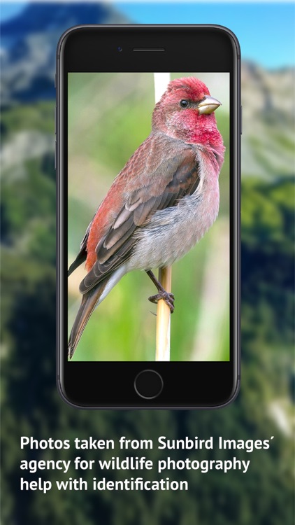 Birds of CH -Photo Guide screenshot-5