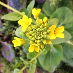 Canola Starter