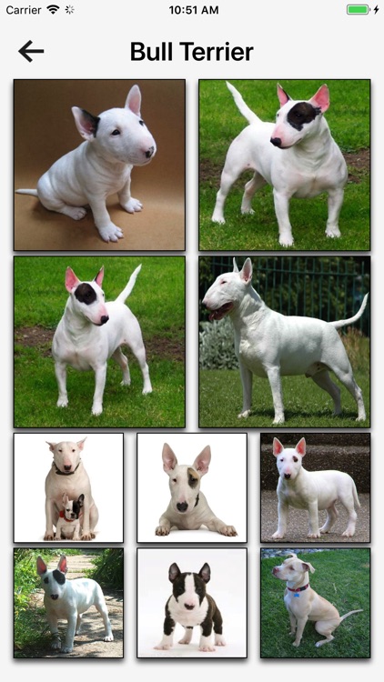 Dog Breeds HD Wallpapers
