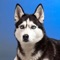 The “Husky Sounds & Dog Sounds