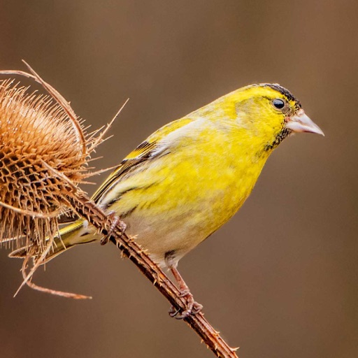 Экогид - Голоса птиц Download