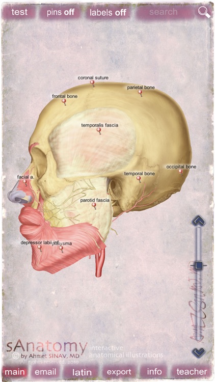 sAnatomy_Face