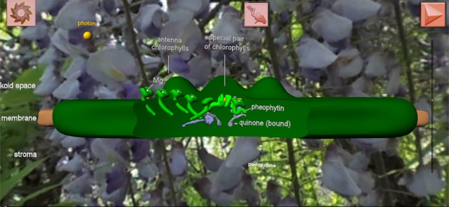 Photosynthesis in 3D