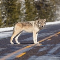 Wolf HQ - High Quality Wolves sur PC