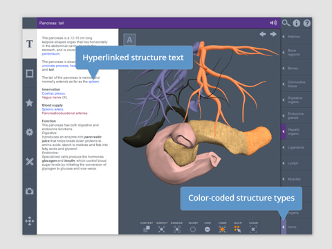 Abdomen: 3D Real-time screenshot 4