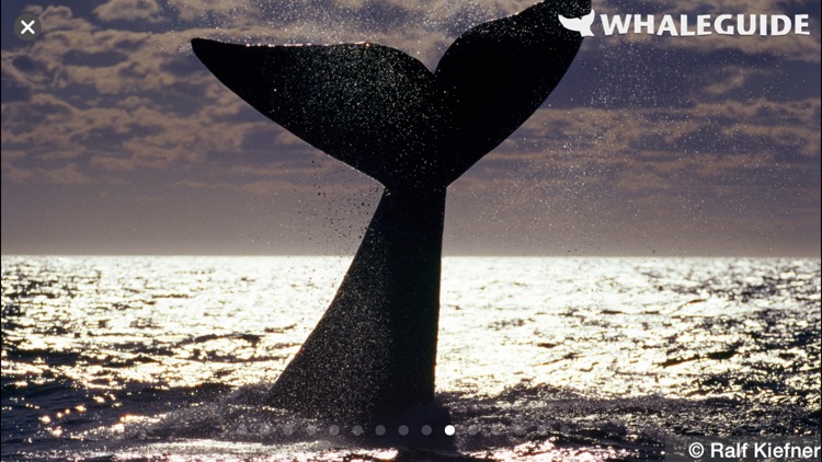 WhaleGuide for iPhone screenshot-4