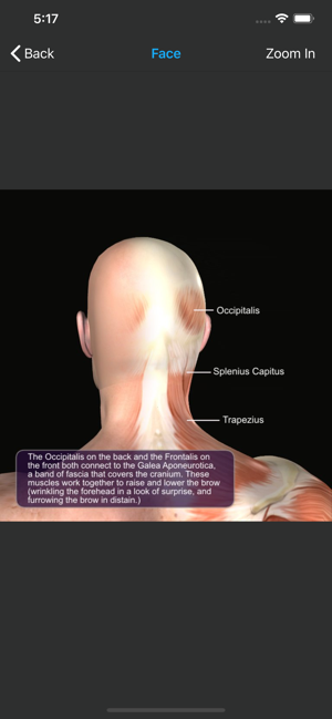 Muscles: Quiz & Reference(圖2)-速報App