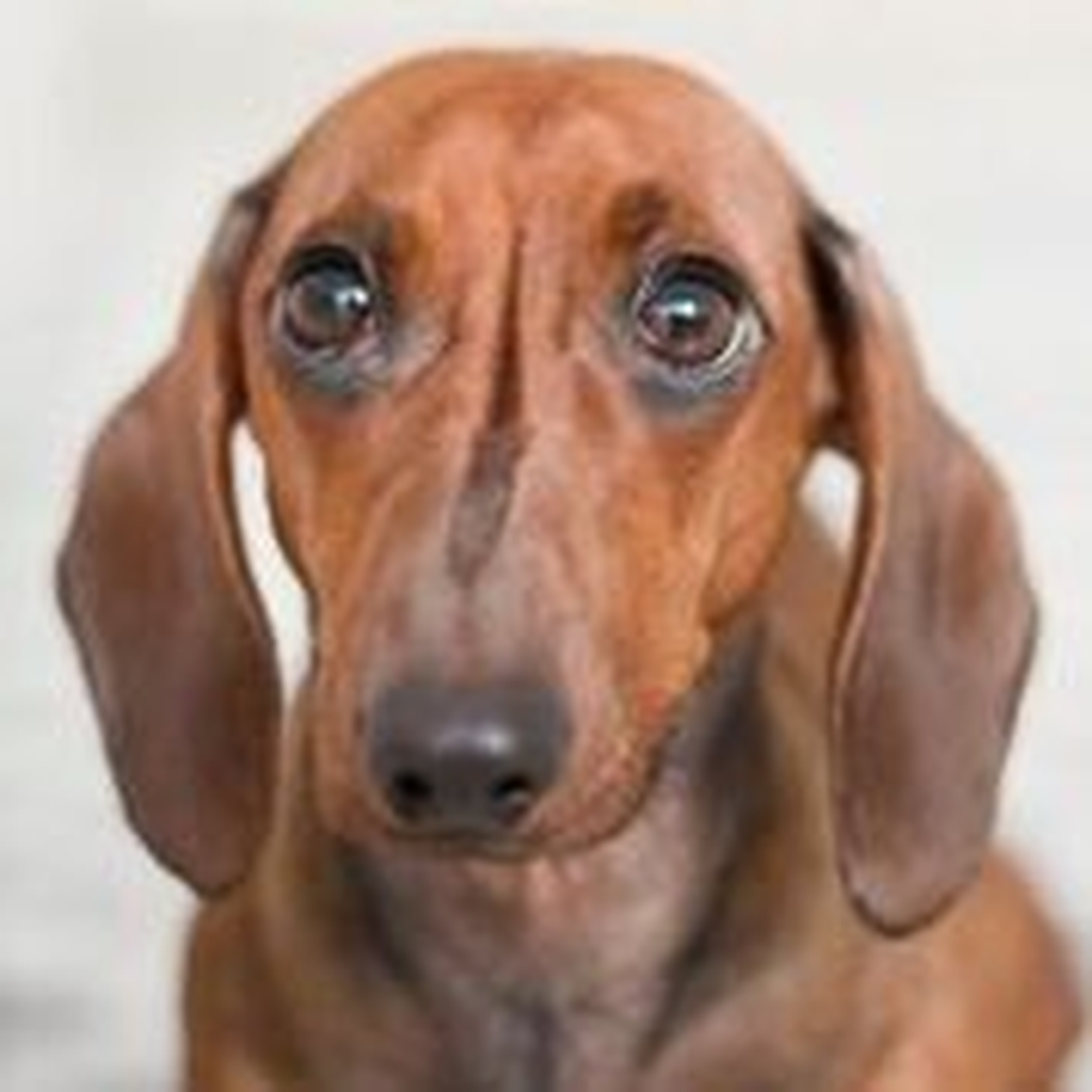 Get Dachshund Sounds & Dog Sounds! for iOS, iPhone, iPad Aso Report
